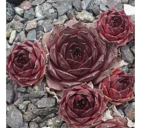 Sempervivum CHERRY VANILLA