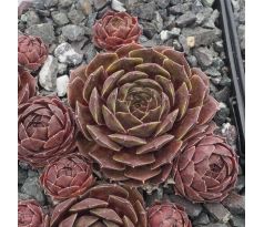 Sempervivum ANJA (II)