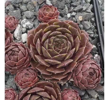 Sempervivum ANJA (II)