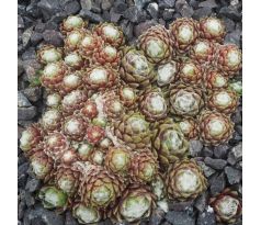 Sempervivum PFÄLZER PULSAR