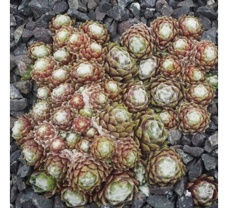 Sempervivum PFÄLZER PULSAR