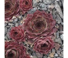 Sempervivum OMA`S LIEBLING