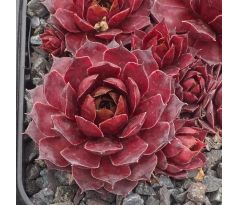 Sempervivum AL