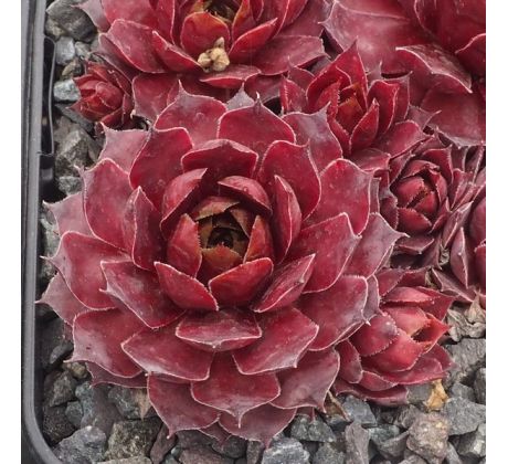 Sempervivum AL