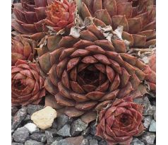 Sempervivum AYA