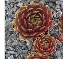 Sempervivum ROSENBOUQUET