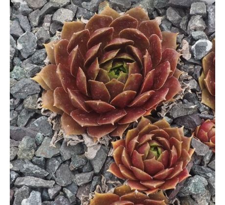 Sempervivum ROSENBOUQUET