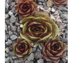 Sempervivum MILO