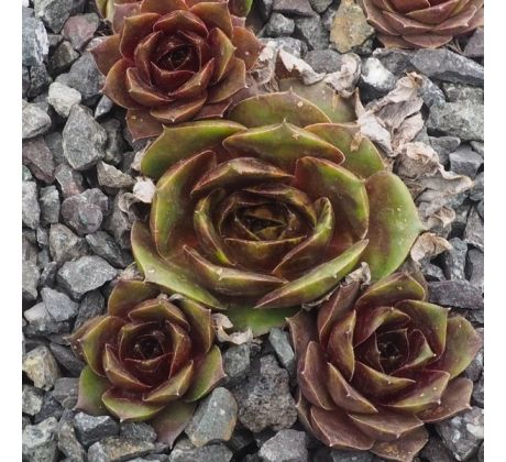 Sempervivum MILO