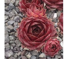 Sempervivum LOU BASTIDOU