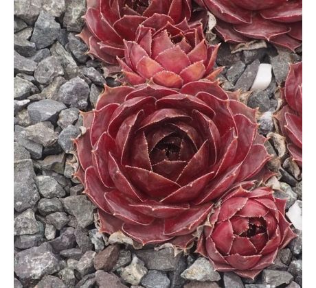 Sempervivum LOU BASTIDOU