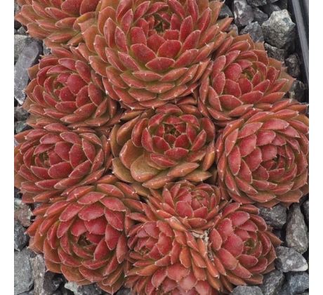 Sempervivum PACIFIC CHUCKLES