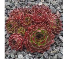 Sempervivum INFINITY