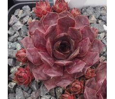 Sempervivum MICHAEL