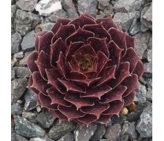 Sempervivum RED OAK