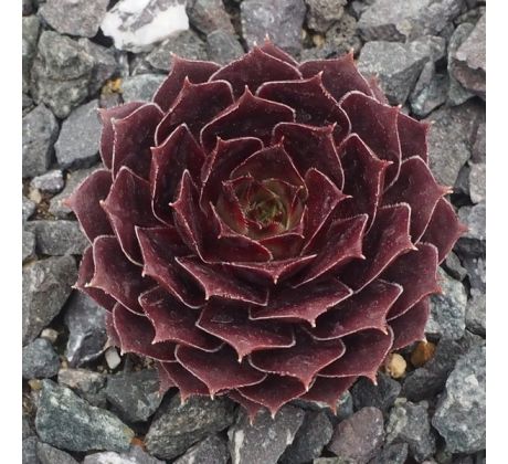 Sempervivum RED OAK