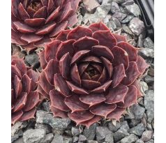 Sempervivum POOLLICHT