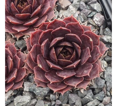 Sempervivum POOLLICHT