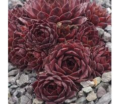 Sempervivum BLACK MAGIC WOMAN