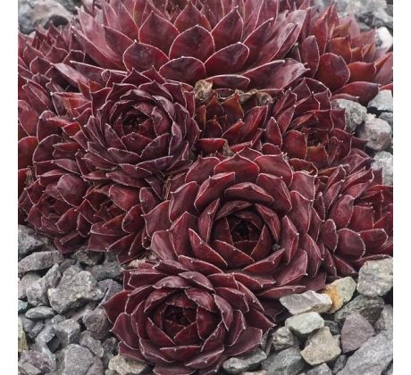 Sempervivum BLACK MAGIC WOMAN