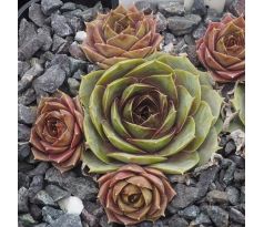 Sempervivum SEERÖSCHEN