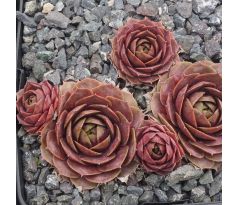 Sempervivum SHANNON LOUISE