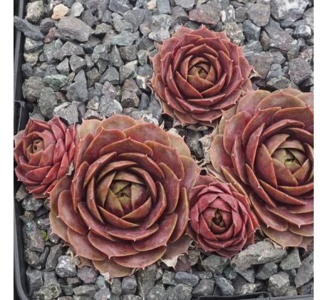 Sempervivum SHANNON LOUISE