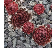 Sempervivum ADRIEL