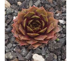 Sempervivum AGEET