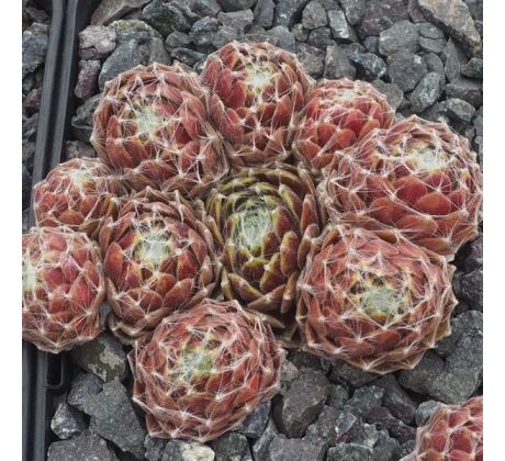 Sempervivum WEISSE HOCHZEIT