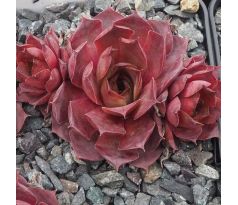 Sempervivum LYNN