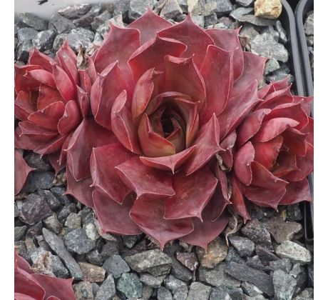 Sempervivum LYNN