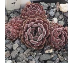 Sempervivum XAVIERA