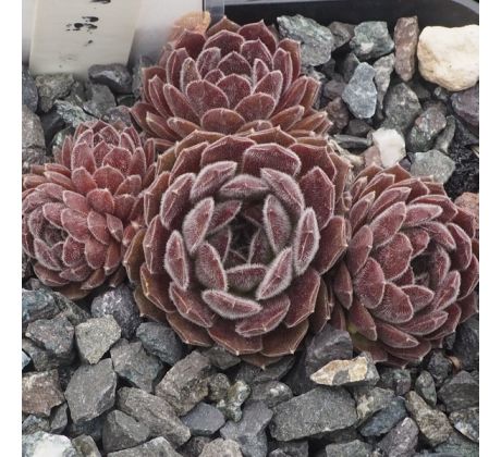 Sempervivum XAVIERA