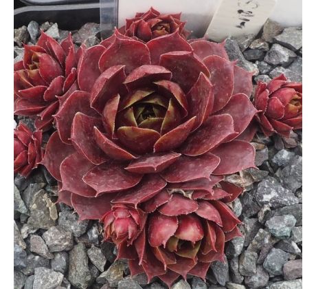 Sempervivum SART