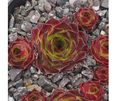 Sempervivum GRAND MERE