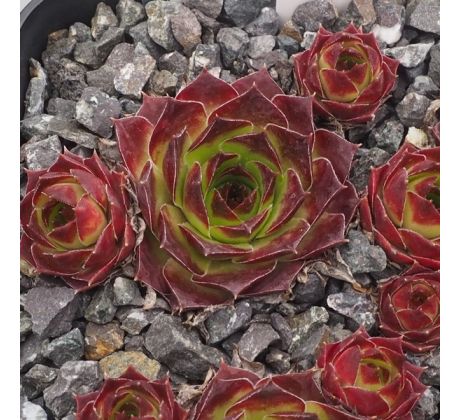 Sempervivum GRAND MERE