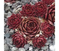 Sempervivum MARLAND RUBY