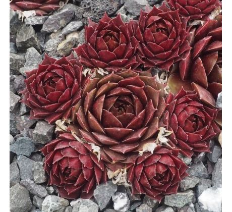 Sempervivum MARLAND RUBY