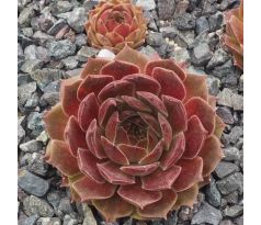 Sempervivum LENNIK`S GLORY