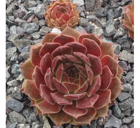 Sempervivum LENNIK`S GLORY