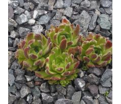 Sempervivum LIANA