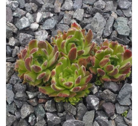 Sempervivum LIANA