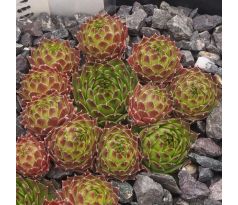 Sempervivum SILVER KING