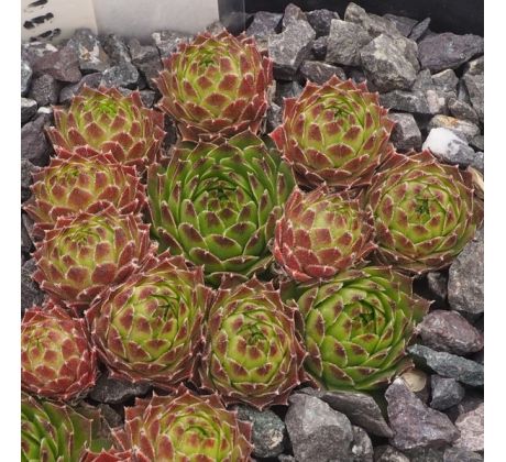 Sempervivum SILVER KING