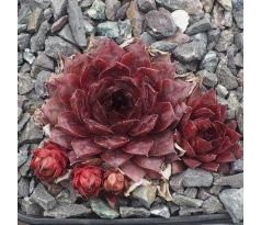 Sempervivum SHINY RED