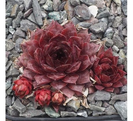 Sempervivum SHINY RED