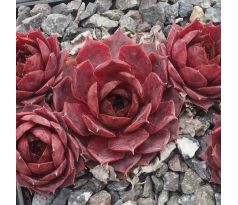 Sempervivum GRAND CHEF