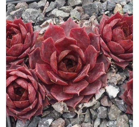 Sempervivum GRAND CHEF