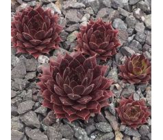 Sempervivum PACIFIC DAEMON